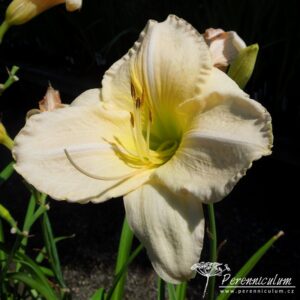 Hemerocallis Snowy ApparitionHemerocallis Snowy Apparition