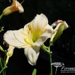 Hemerocallis Snowy Apparition