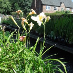 Hemerocallis Snowy Apparition