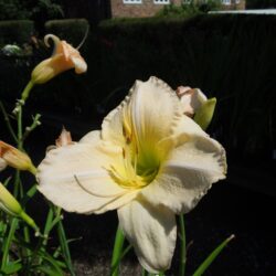 Hemerocallis Snowy Apparition