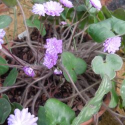 Hepatica nobilis var japonica Tamamushi