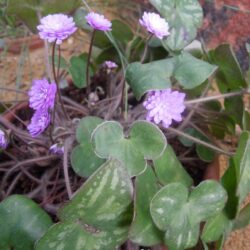 Hepatica nobilis var japonica Tamamushi