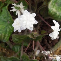 Hepatica nobilis var. japonica Yumegokochi