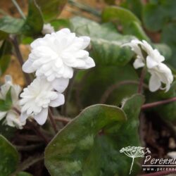 Hepatica nobilis var. japonica Yumegokochi