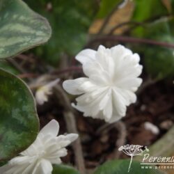 Hepatica nobilis var. japonica Yumegokochi