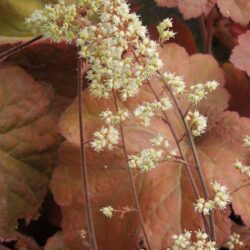 Heuchera Southern Comfort