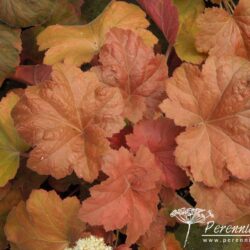 Heuchera Southern Comfort