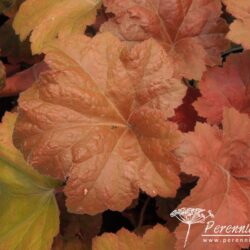 Heuchera Southern Comfort