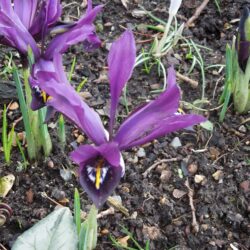 Iris histrioides George