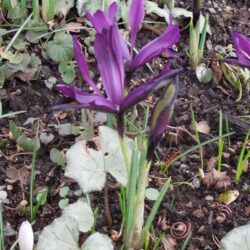 Iris histrioides George