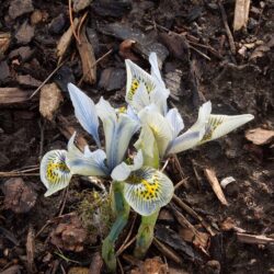 Iris reticulata Katharine Hodgkin