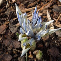 Iris reticulata Katharine Hodgkin