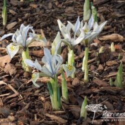 Iris reticulata Katharine Hodgkin