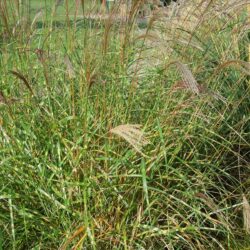 Miscanthus sinensis Little Zebra