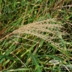 Miscanthus sinensis Little Zebra