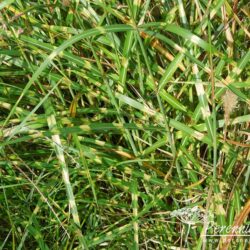 Miscanthus sinensis Little Zebra