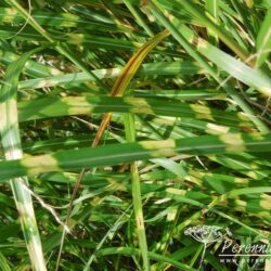 Miscanthus sinensis Little Zebra