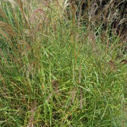 Miscanthus sinensis Little Zebra