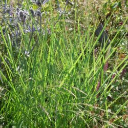 Panicum virgatum Prairie Sky