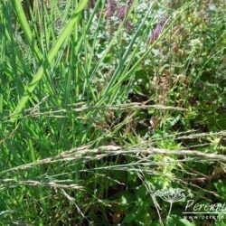 Panicum virgatum Prairie Sky