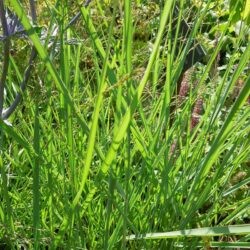 Panicum virgatum Prairie Sky