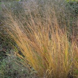 Panicum virgatum Shenandoah