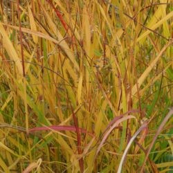 Panicum virgatum Shenandoah