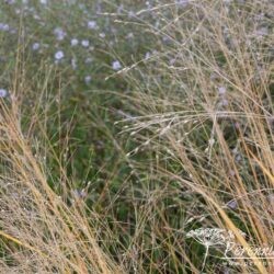 Panicum virgatum Shenandoah