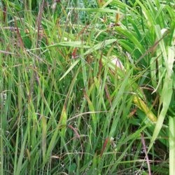 Panicum virgatum Shenandoah