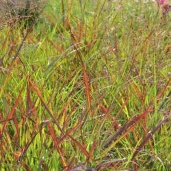 Panicum virgatum Shenandoah