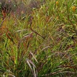 Panicum virgatum Shenandoah