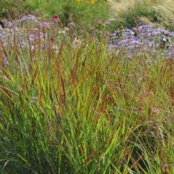 Panicum virgatum Shenandoah