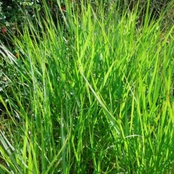 Panicum virgatum Warrior