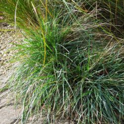 Sesleria caerulea