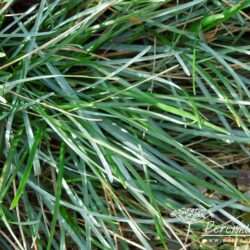 Sesleria caerulea