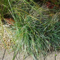 Sesleria caerulea