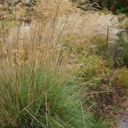 Stipa gigantea