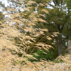 Stipa gigantea