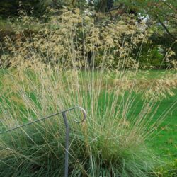 Stipa gigantea