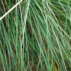 Stipa gigantea