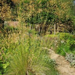 Stipa gigantea