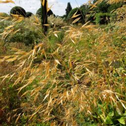 Stipa gigantea