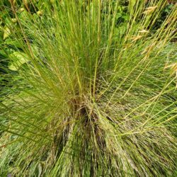 Stipa gigantea