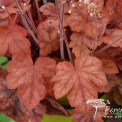 x Heucherella Redstone Falls