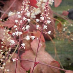 x Heucherella Redstone Falls