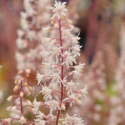 x Heucherella Redstone Falls