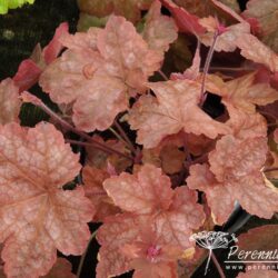 x Heucherella Redstone Falls