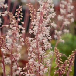 x Heucherella Redstone Falls