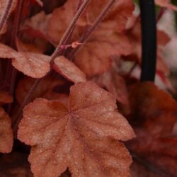 x Heucherella Redstone Falls