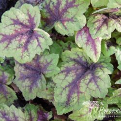 x Heucherella Stoplight